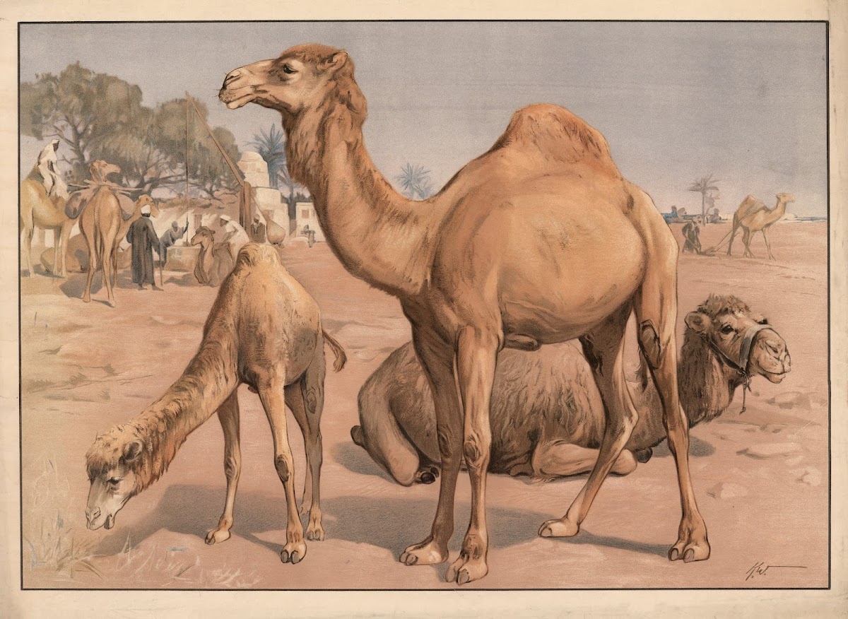 Dromedar 1895