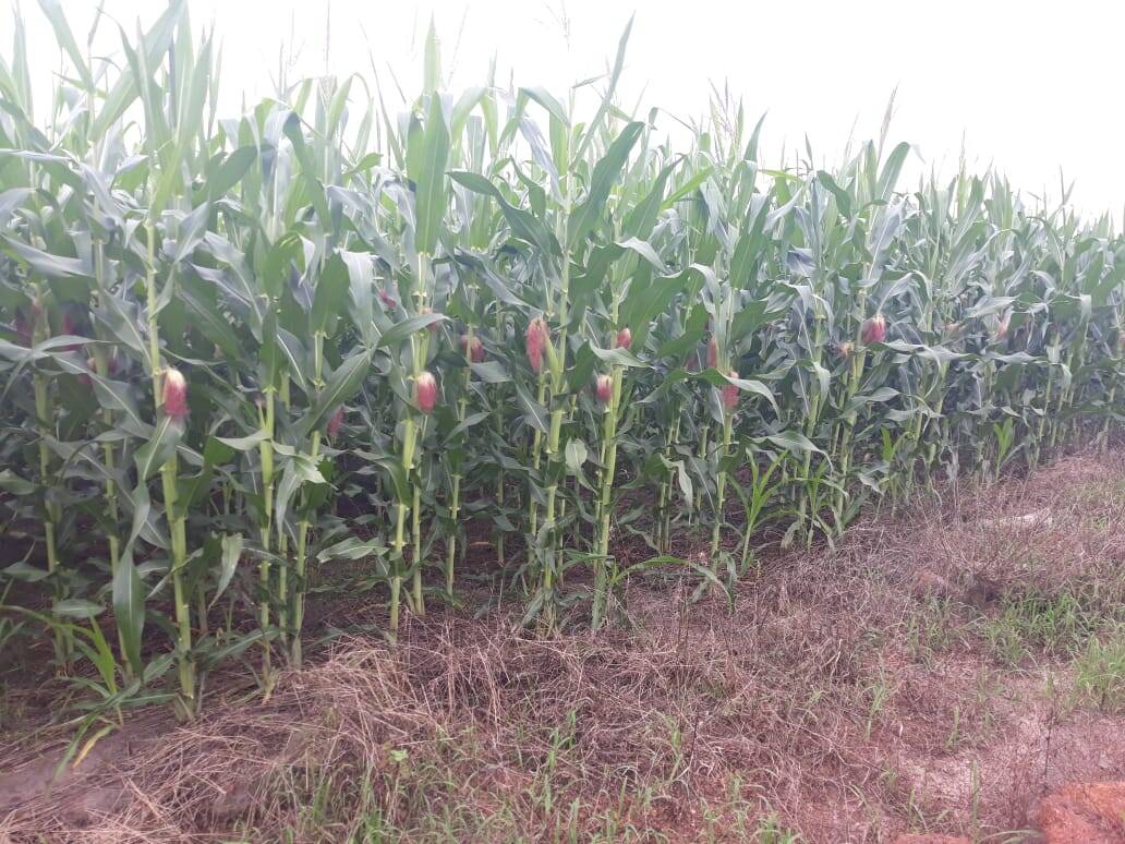 Fazenda em Balsas-MA 6