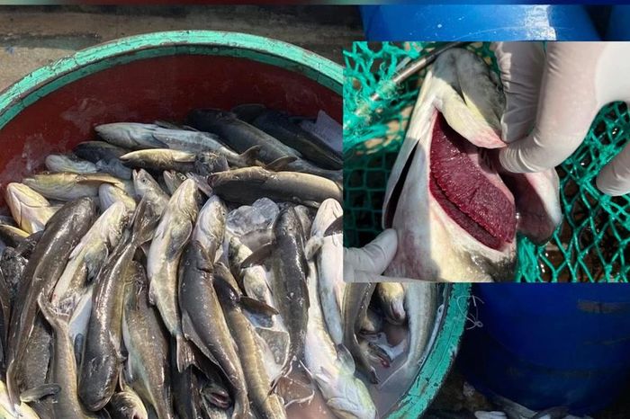 Cá bớp chết hàng loạt, người dân Lý Sơn thiệt hại hàng chục tỷ đồng - Báo Tri thức &amp; Cuộc sống