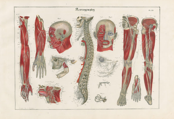 The system of the spinal nerves 1837