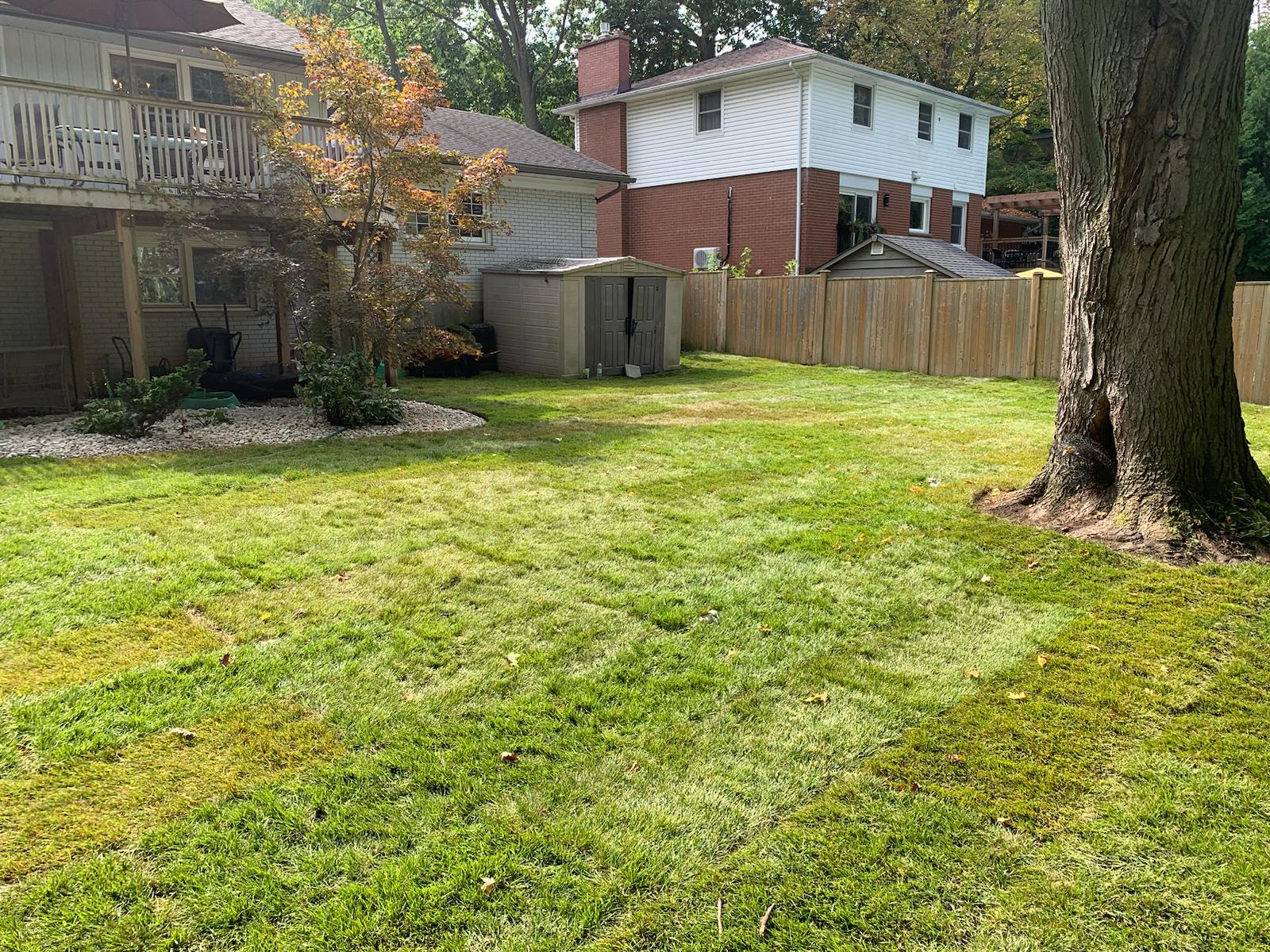 Lush green lawn treatment result in London, Ontario