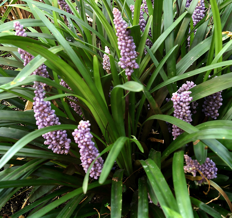 Liriope muscari 'Big Blue' in piena fioritura, con spighe viola intenso in un giardino ombreggiato