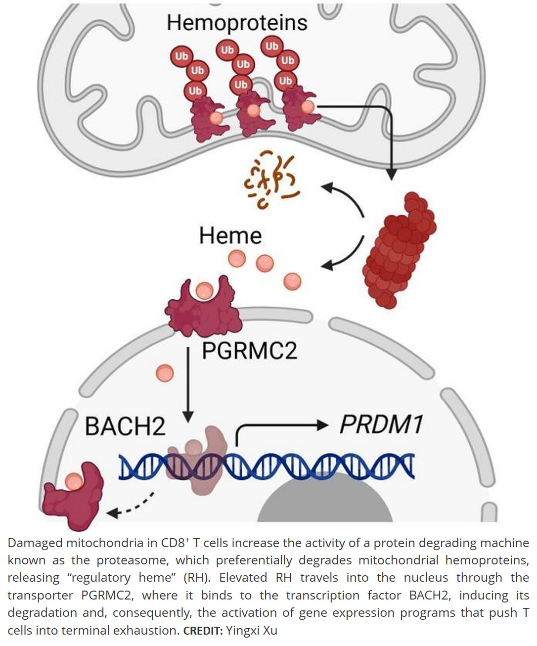 Energy crisis drives T cells to exhaustion in tumors