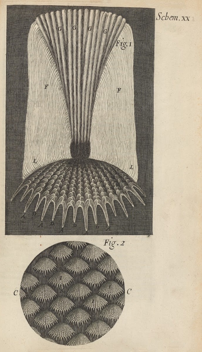 Microscopic view of fish scales 1665