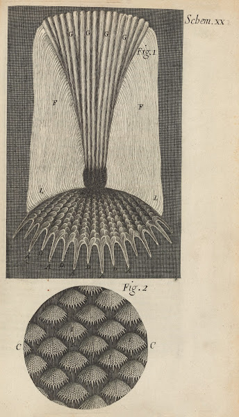 Microscopic view of fish scales 1665