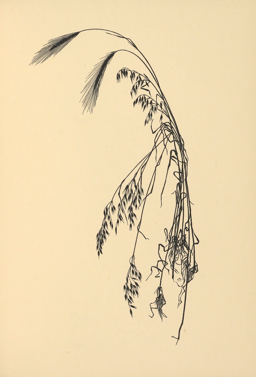 Goldene Ernte Pl06 1930