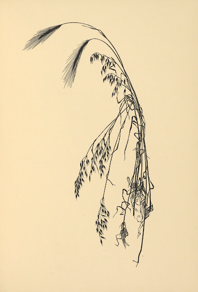 Goldene Ernte Pl06 1930