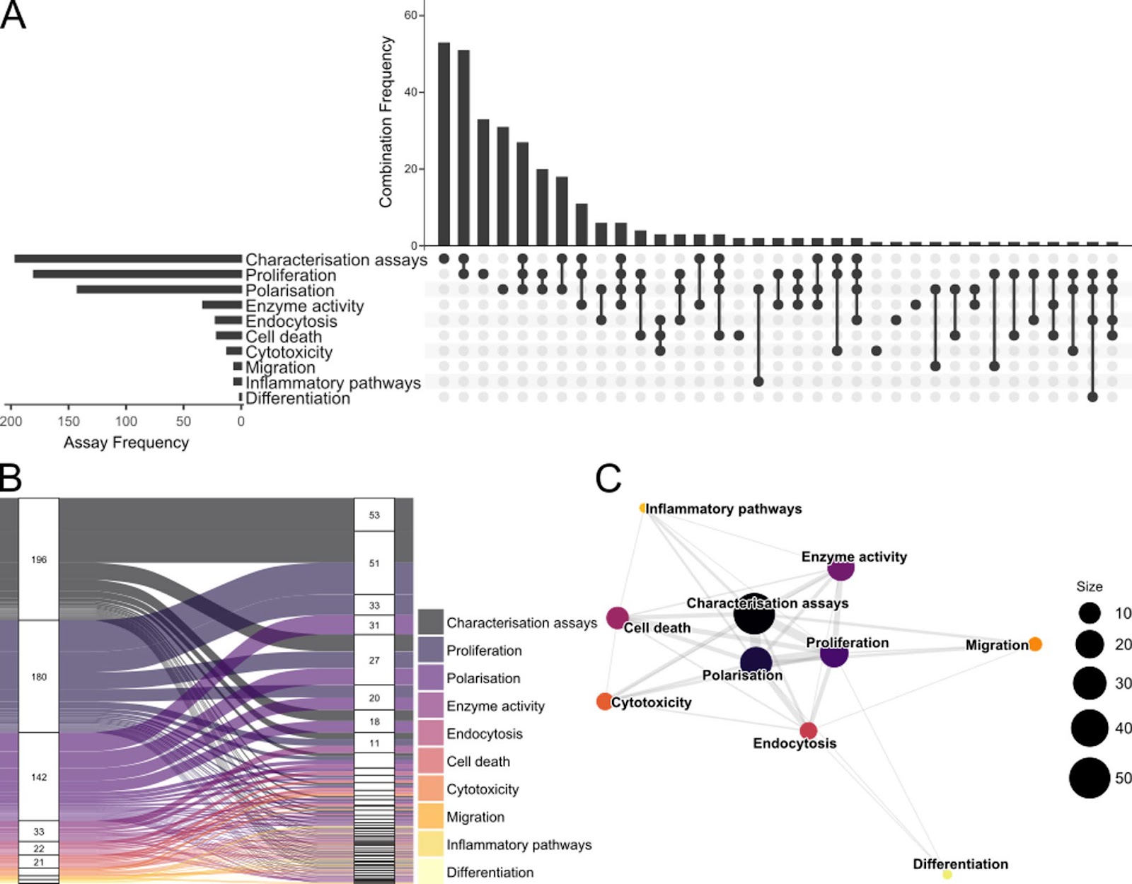 In vitro assays for investigating the immunomodulatory properties of human mesenchymal stromal cells