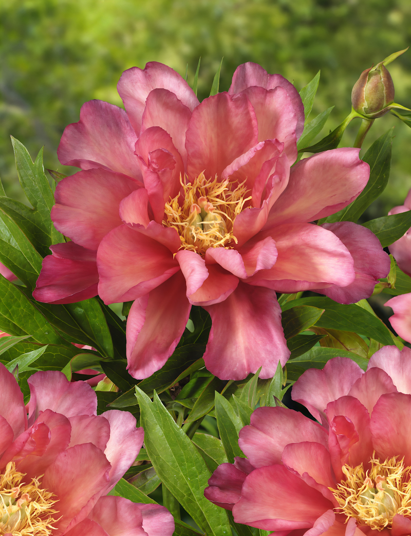 Paeonia Itoh Julia Rose in piena fioritura con petali sfumati dal giallo all'arancio e al rosa