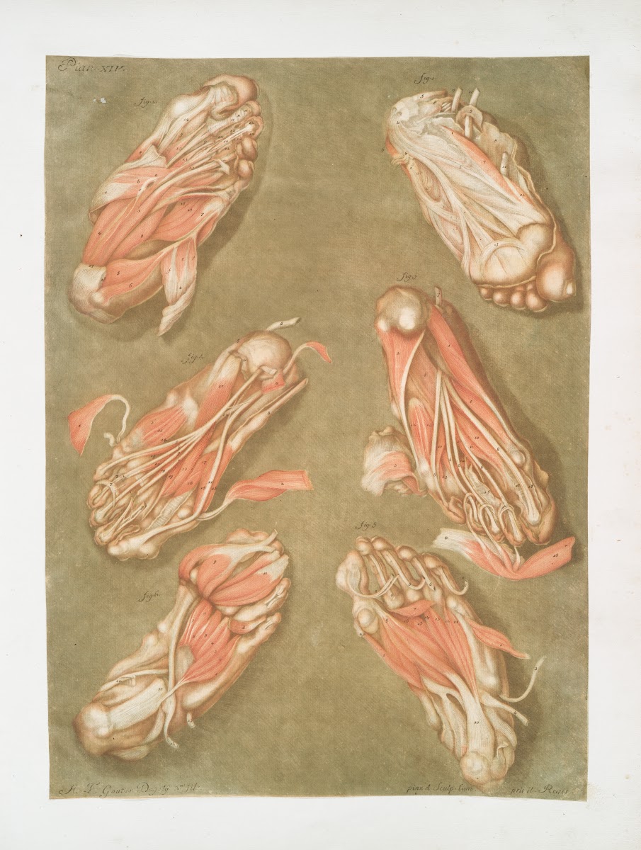 Cette planche représente les muscles situés à la plante du pied 1773