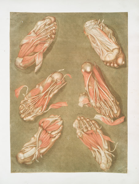 Cette planche représente les muscles situés à la plante du pied 1773