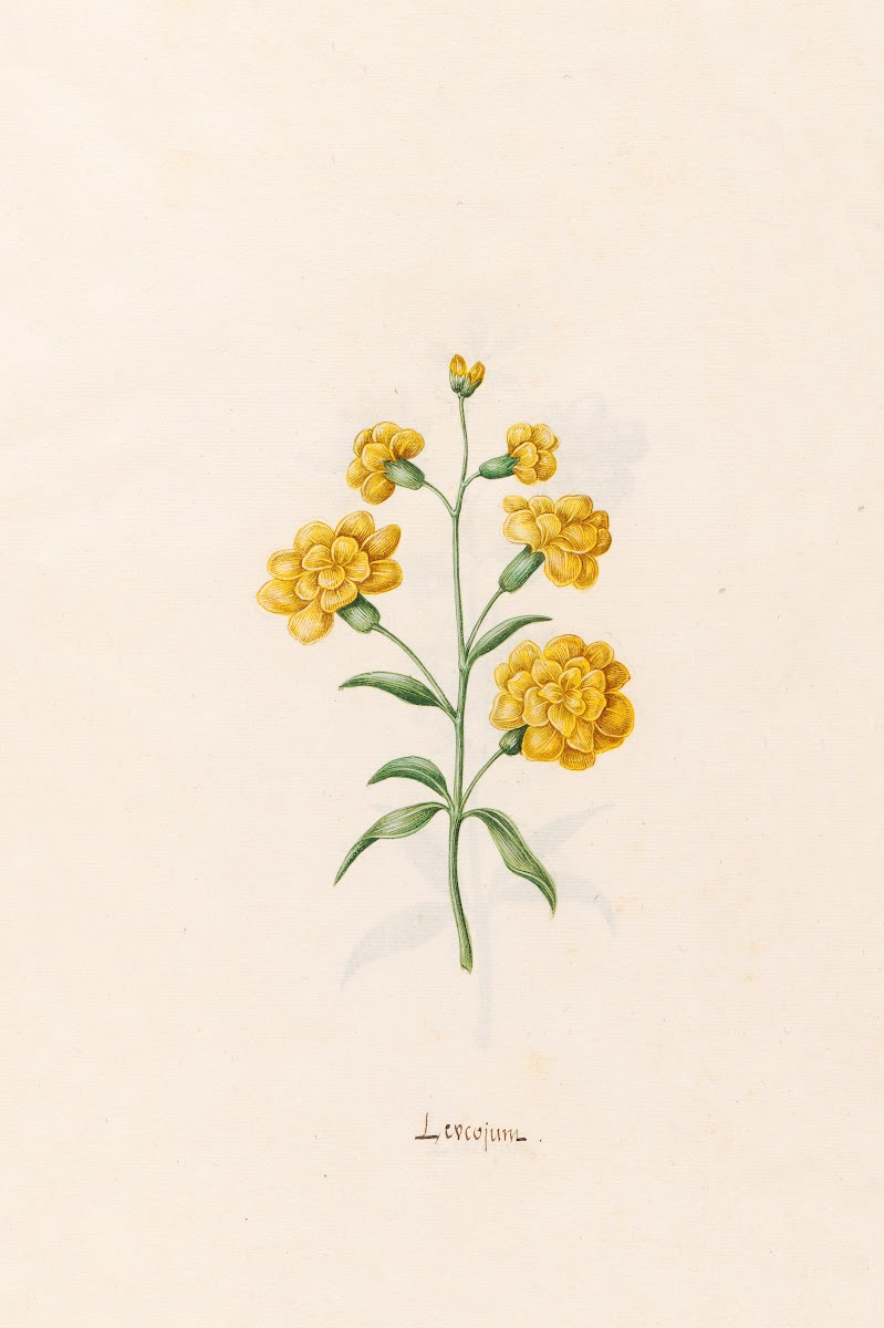 Leucojum 1692