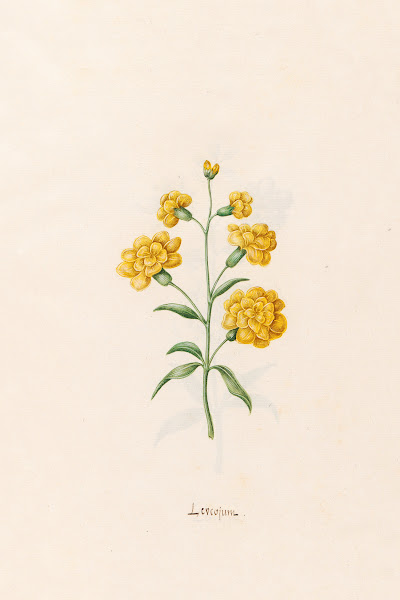 Leucojum 1692