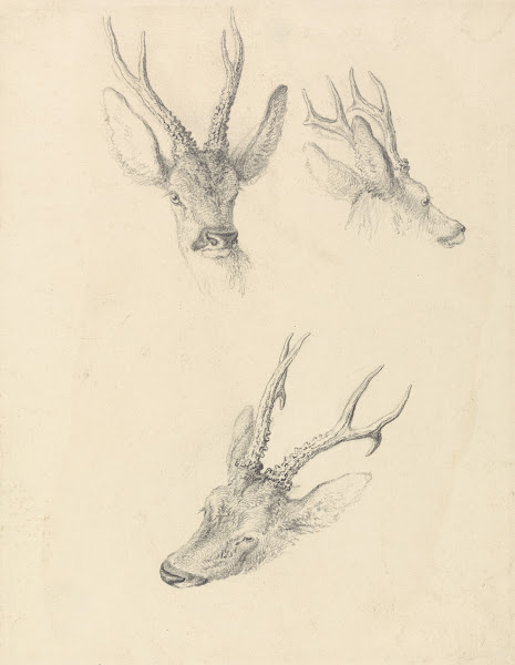 A Stags Head three studies