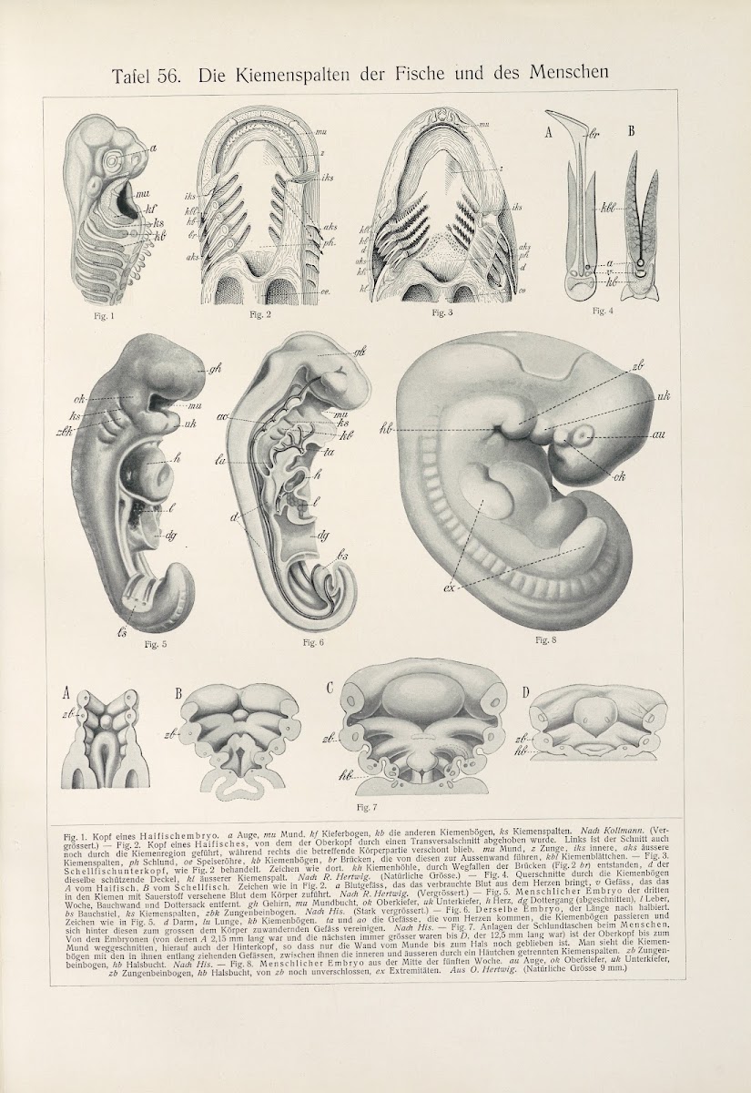 Die Kiemenspalten der Fische und des Menschen 1909
