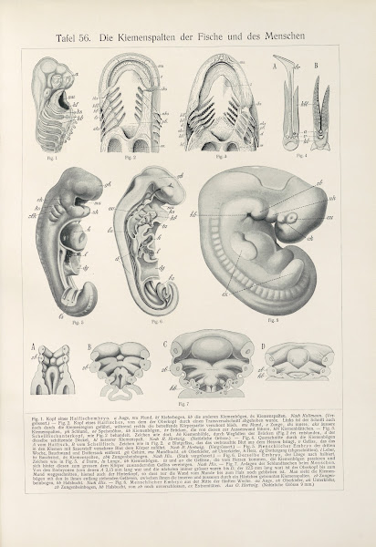 Die Kiemenspalten der Fische und des Menschen 1909