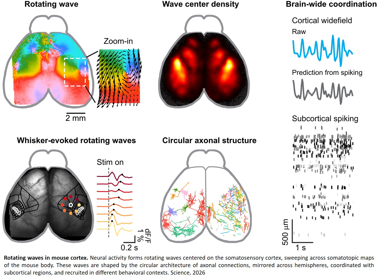 Coordination of rotating brain waves