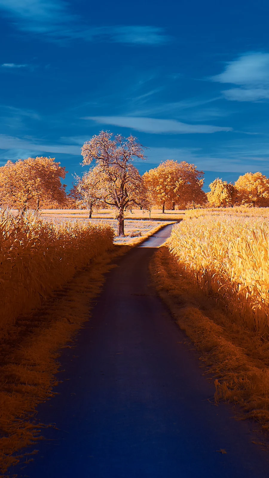 Road Autumn 4K iPhone Wallpaper Background [2160x3840] Free Download