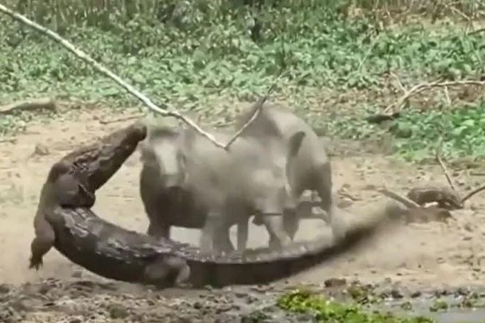 Đàn lợn rừng hợp lực húc văng cá sấu để cứu con giữa đầm lầy - Tạp chí Doanh Nghiệp Việt Nam