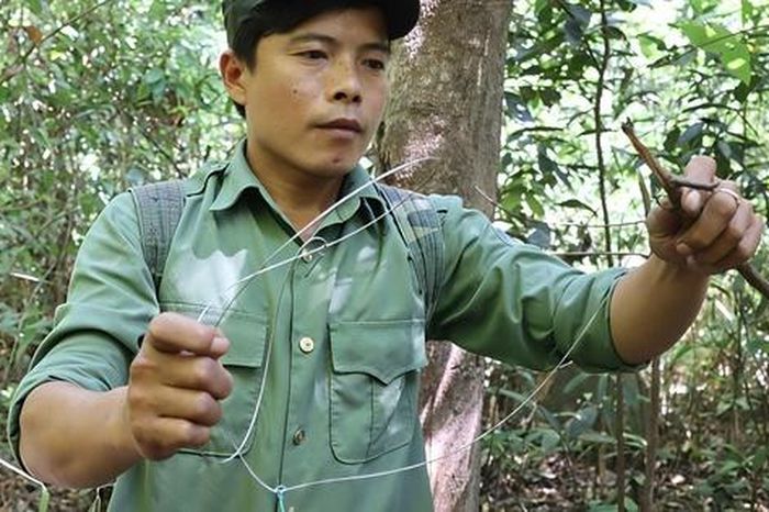 CLIP: Xem kiểm lâm Vườn Quốc gia Chư Mom Ray tháo gỡ bẫy thú - Báo Người Lao Động