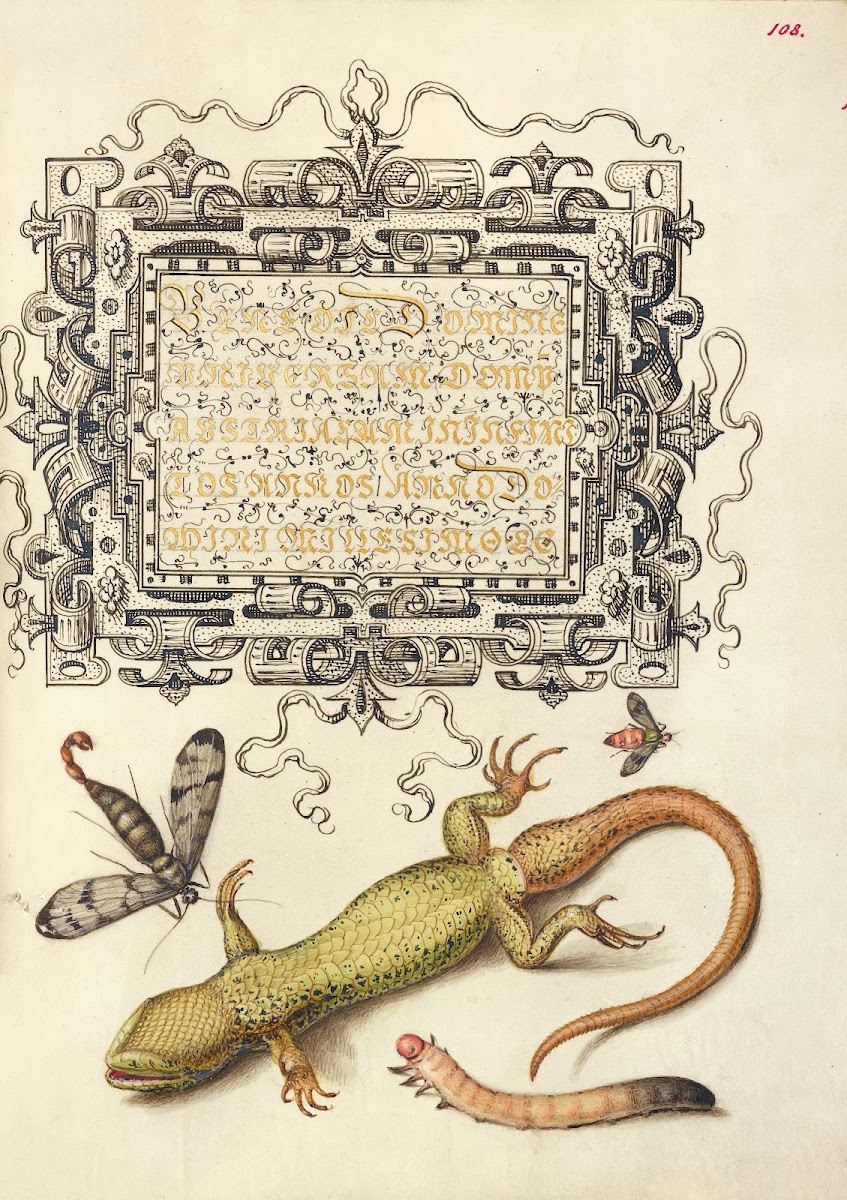 Scorpionfly Insect Lizard And Insect Larva 15611596