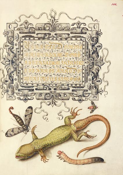 Scorpionfly Insect Lizard And Insect Larva 15611596
