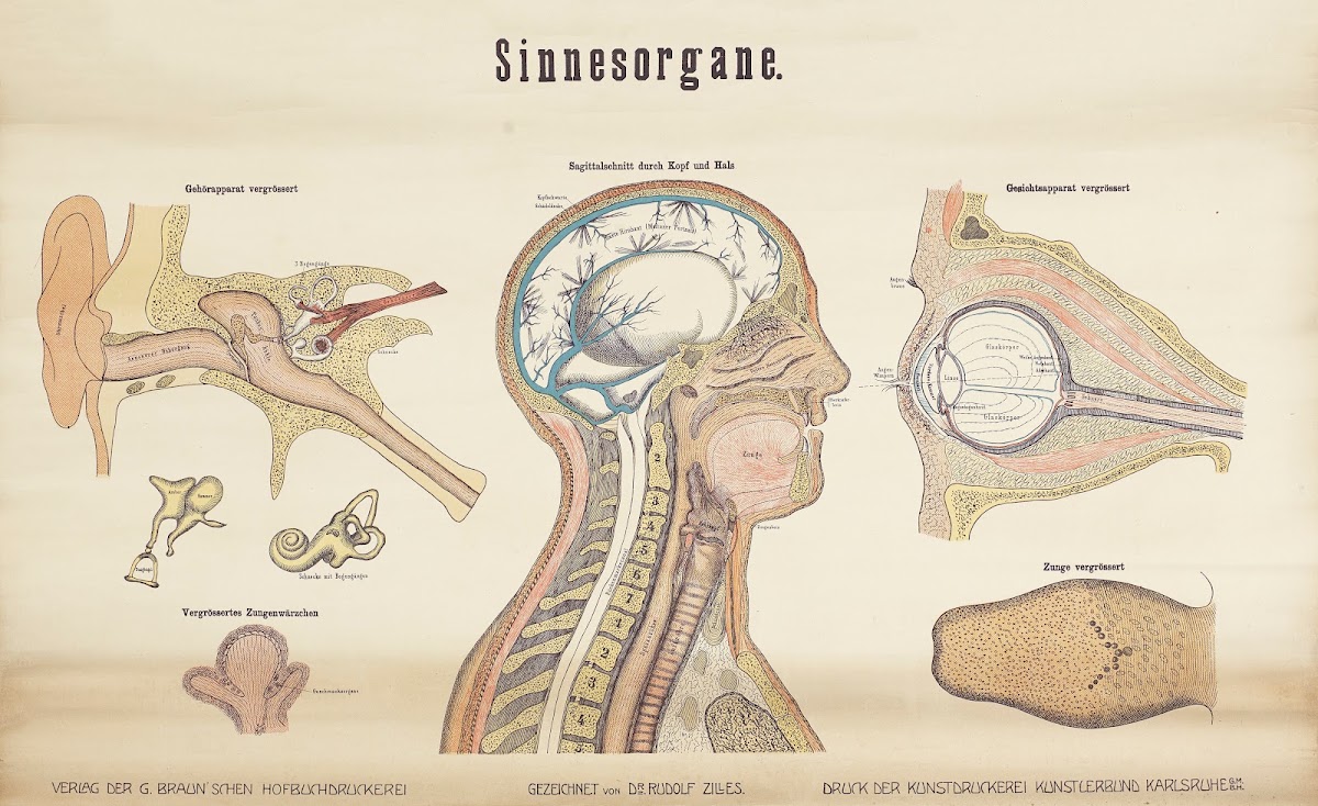 Sensory organs 1911