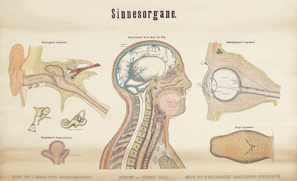 Sensory organs 1911