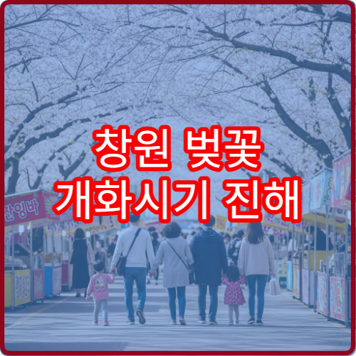창원 벚꽃 개화시기 진해 군항제 벚꽃 절정