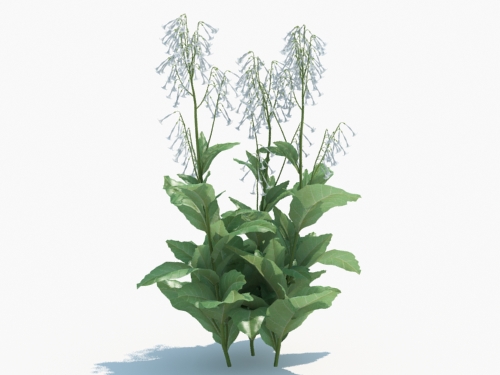 Maxtree - Plant Models Vol.3
