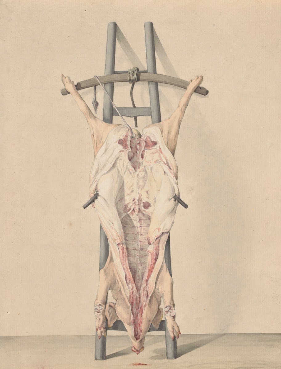 Geslacht varken 1796