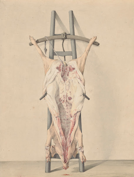 Geslacht varken 1796