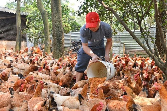 Hà Nội tăng tốc thực hiện giải pháp tăng trường nông nghiệp - Đài Phát thanh và truyền hình Hà Nội