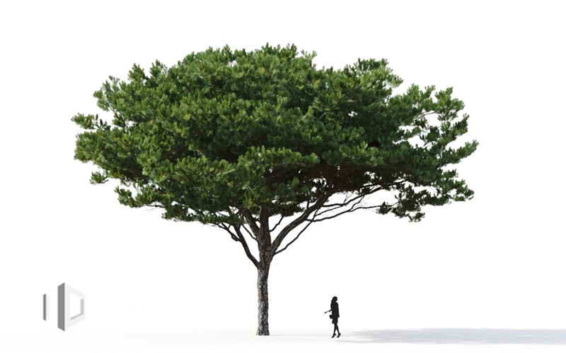 Maxtree - Plant Models Vol.9