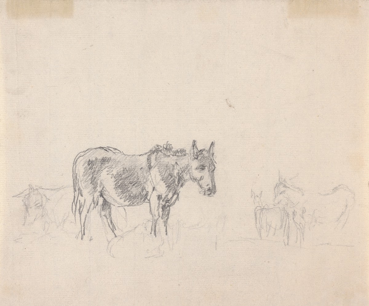 Study of donkeys