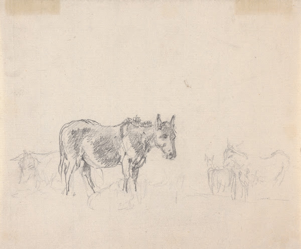Study of donkeys