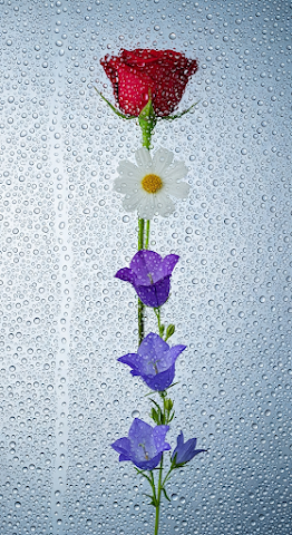 Flowers Behind Rain Glass