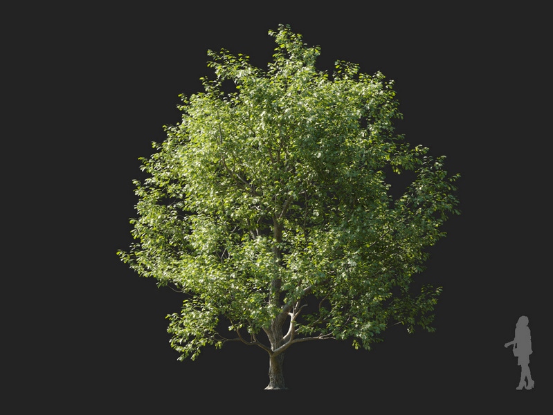 Maxtree - Plant Models Vol.127