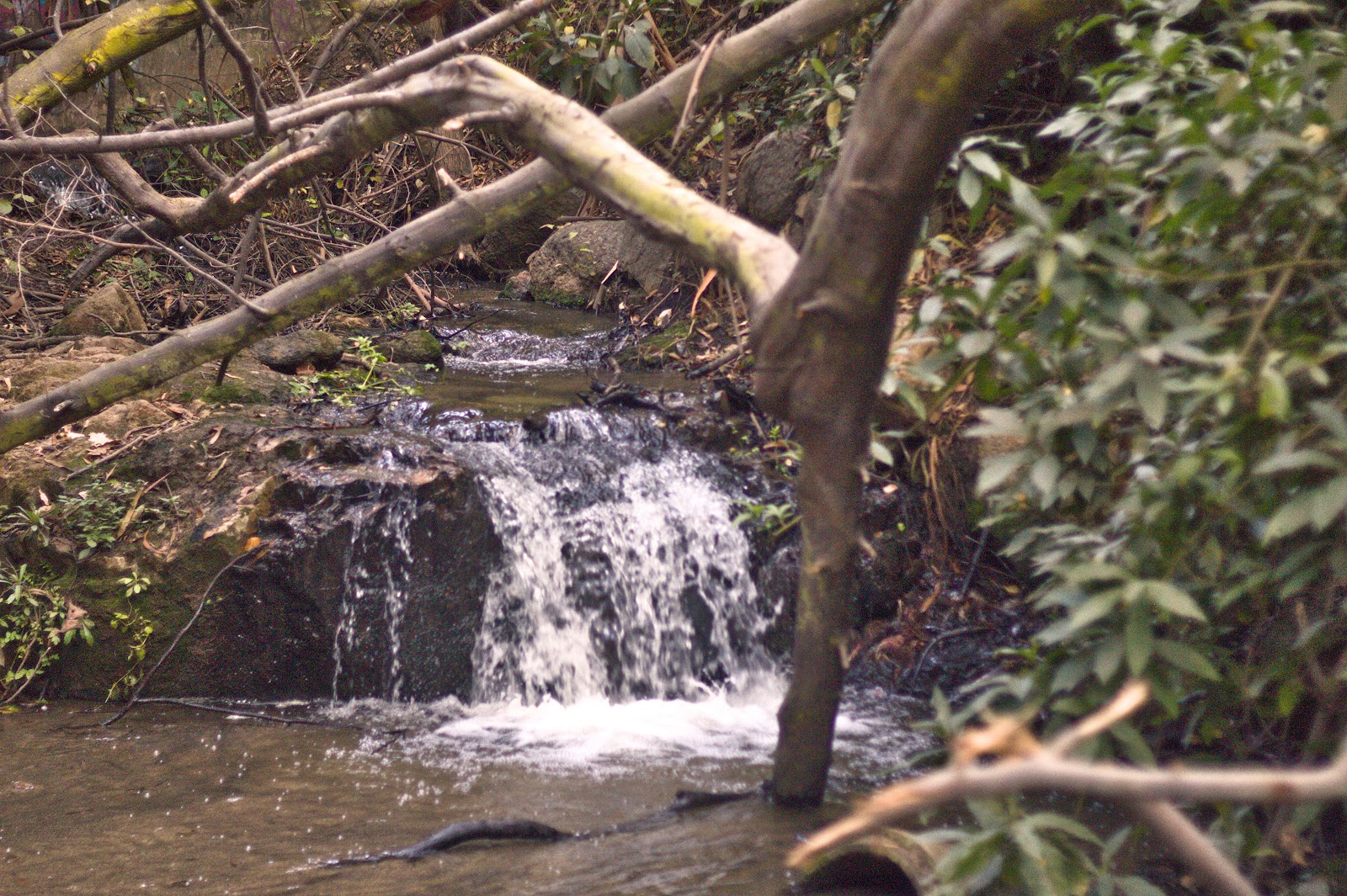 Cascada en el sendero