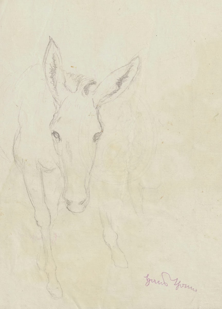 Study of a donkey depicted from the front 1860   1924