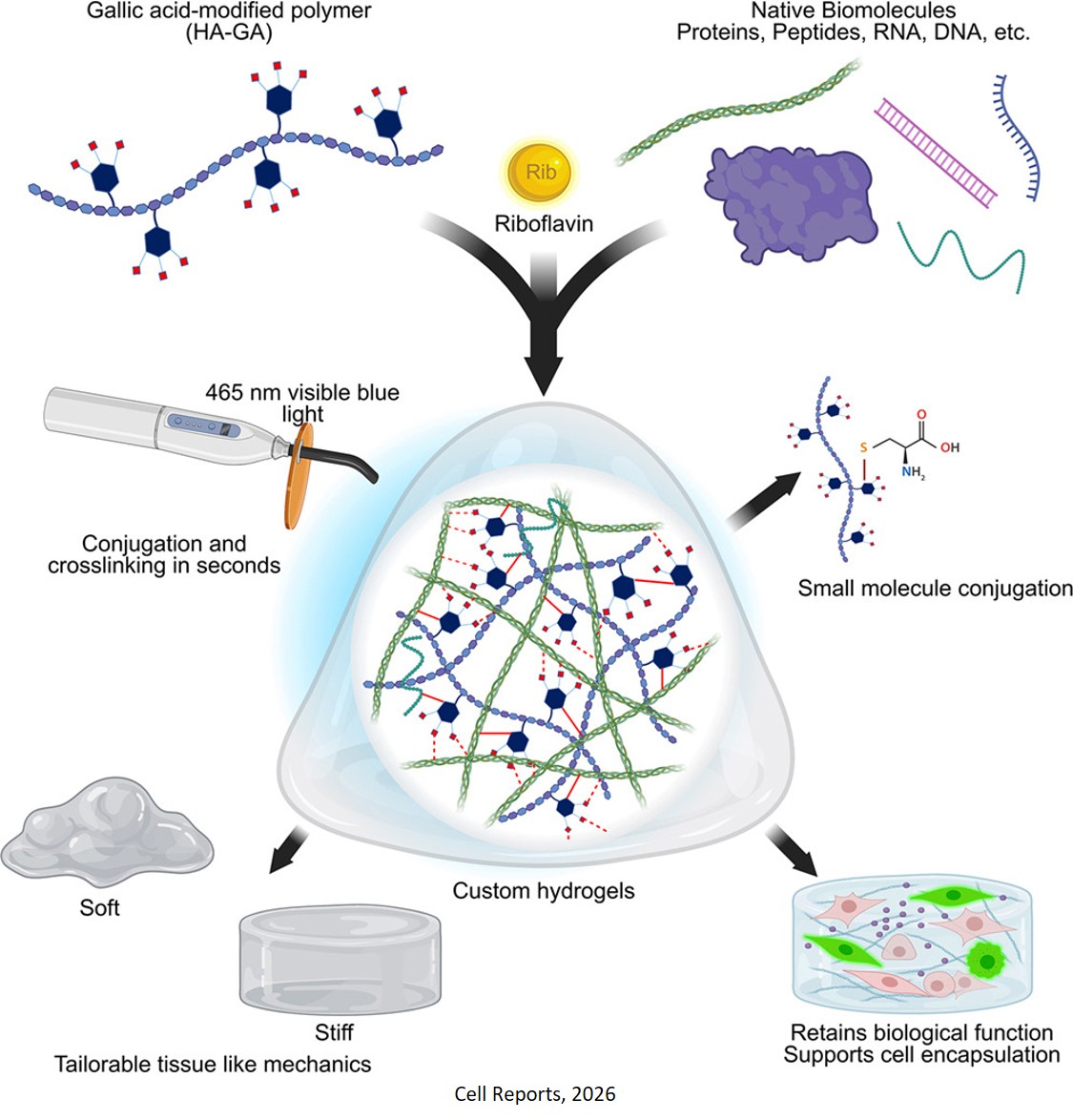 Modular plug-and-play crosslinking platform for precision-engineered hydrogels