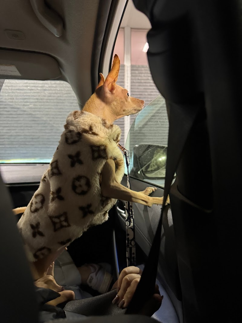 Customer photo · DearDoggo
