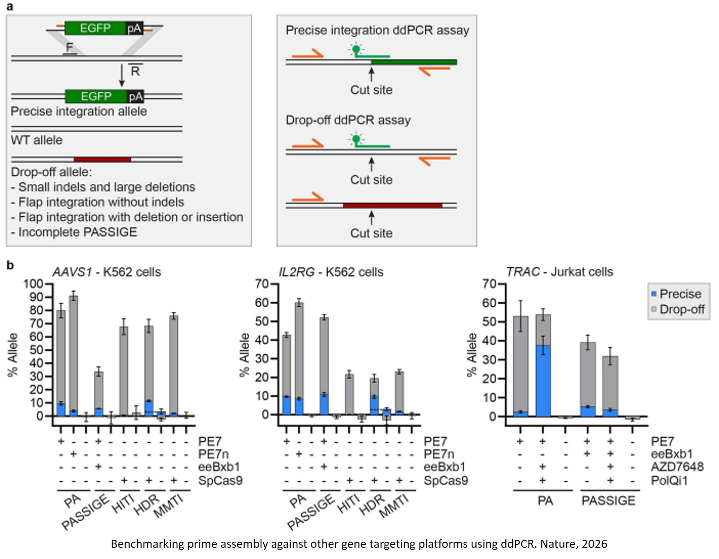 Targeted genomic integration and rearrangement using prime assembly
