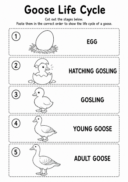 Goose Life Cycle Worksheet