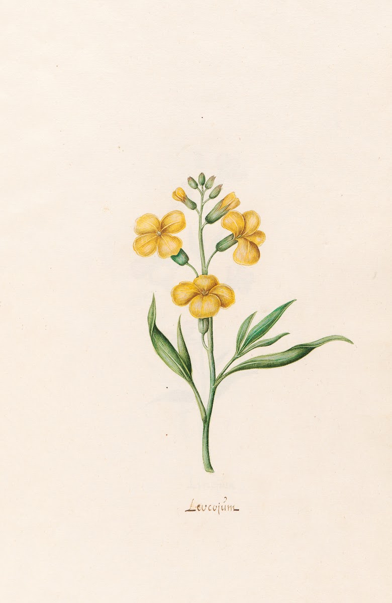 Leucojüm 1692