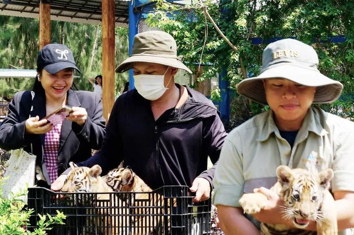 Cận cảnh 3 chú hổ Bengal mới sinh ở vườn thú Safari Quy Nhơn - Báo Sài Gòn Giải Phóng