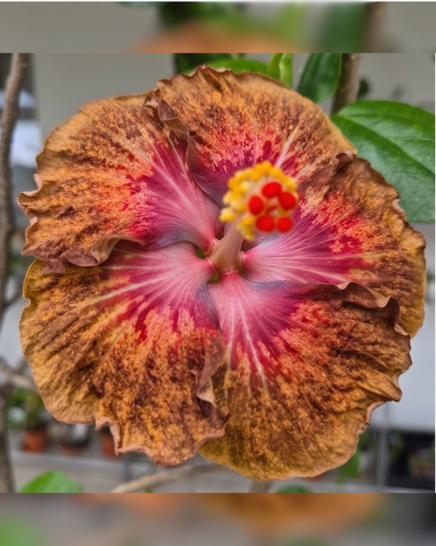 Hibiscus Taiwan Formosa Devil's Treasure — view 3