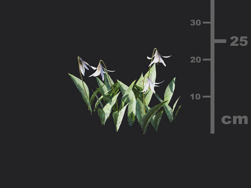 Maxtree - Plant Models Vol.116