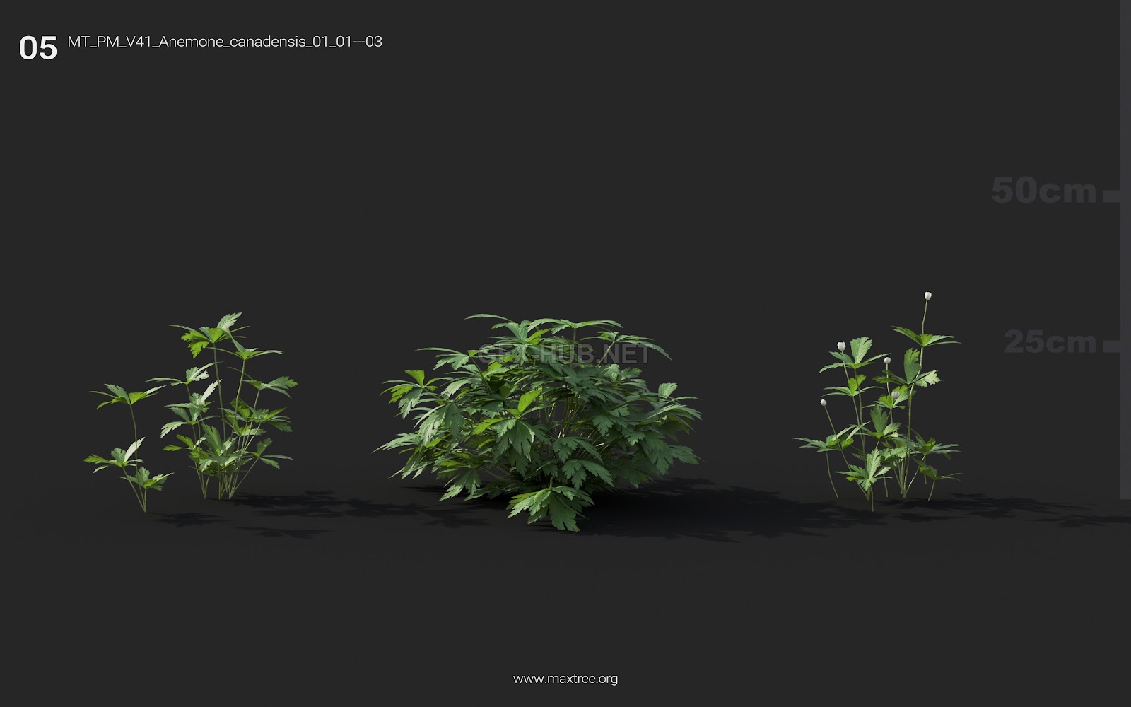 Maxtree - Plant Models Vol.41
