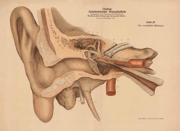 The human hearing organ 1900